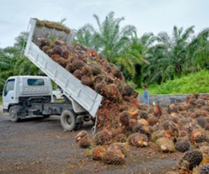 oil-palm-estates-business-opportunities.jpg